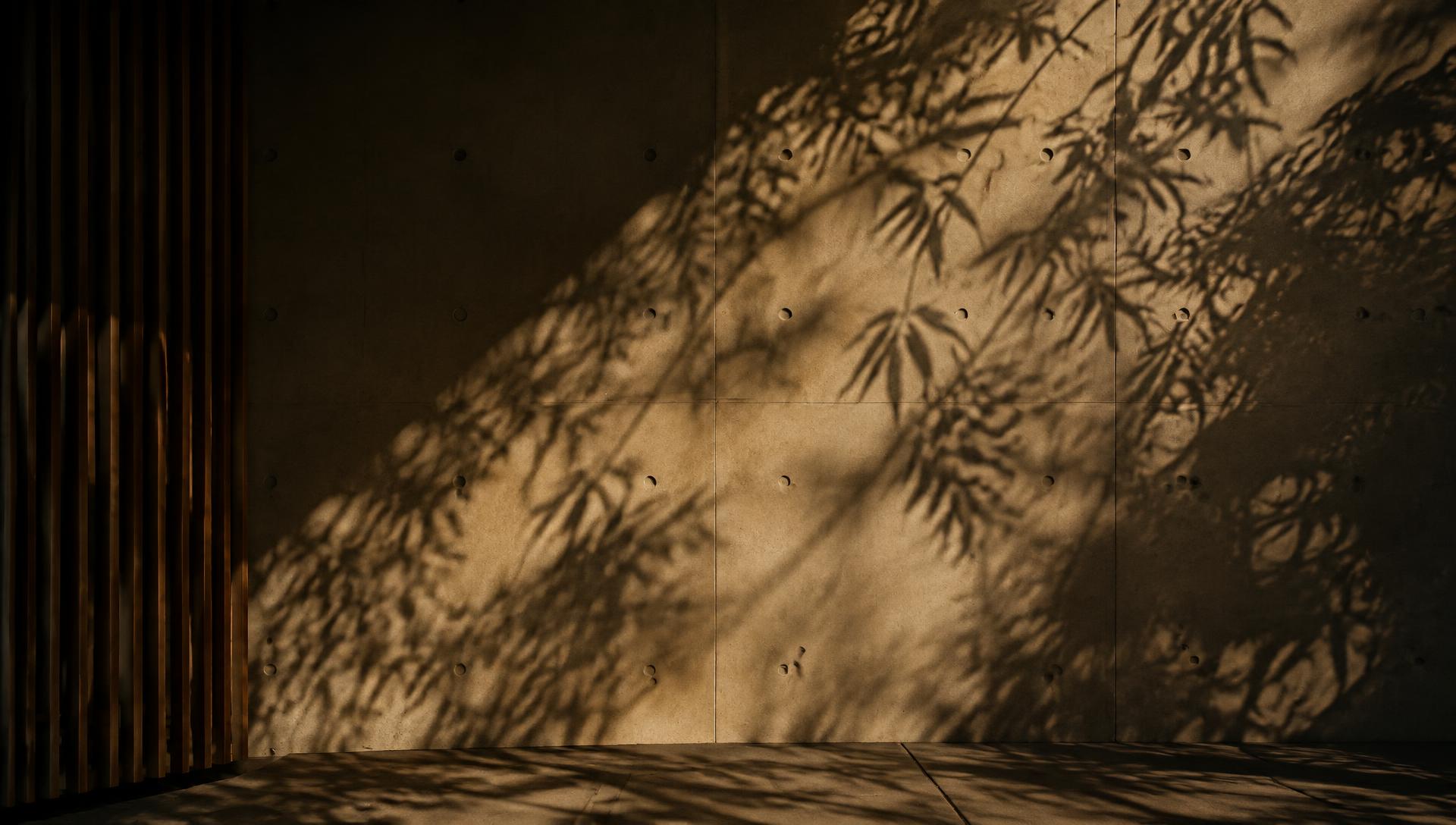 Bamboo shadows on a concrete wall